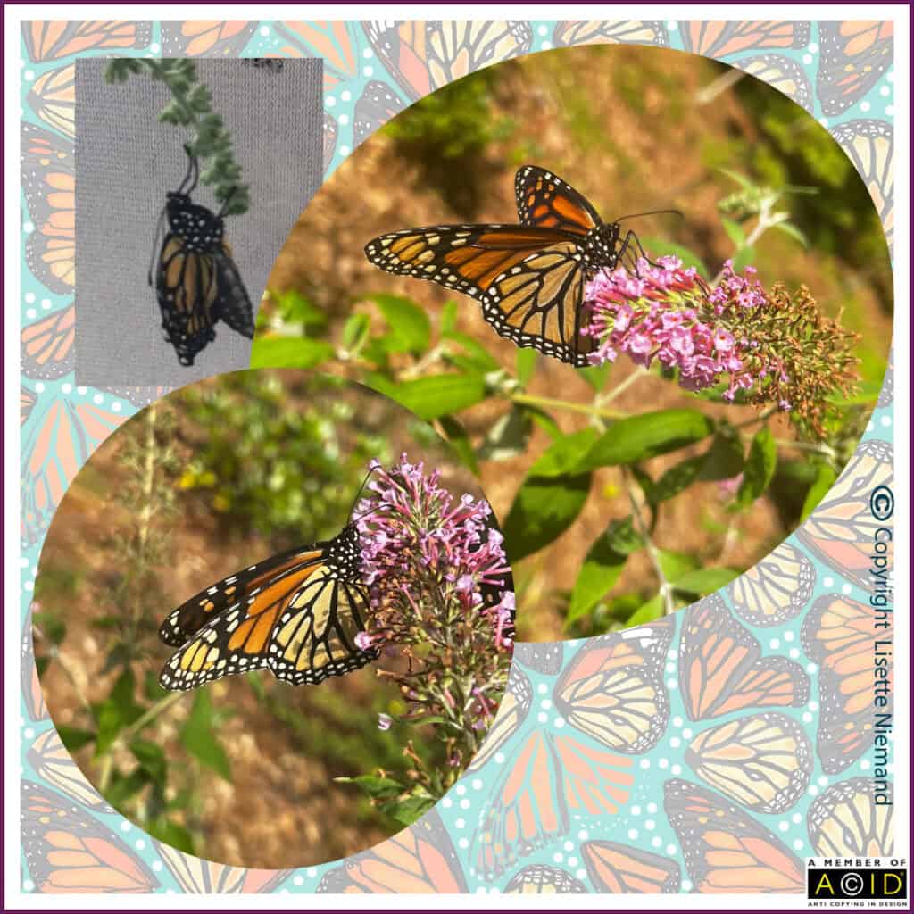 Collage of photographs taken by Lisette Niemand showing monarch butterflies on flowers and a butterfly emerging from its cocoon. Real-life inspiration for her surface pattern designs.