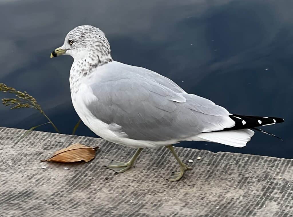 Photograph of a seagull taken by Lisette Niemand, used as original reference for hand-drawn character sketches in her seagull pattern design process.