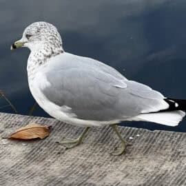 The Seagull That Stole Our Hotdog: How Wildlife Inspires My Art