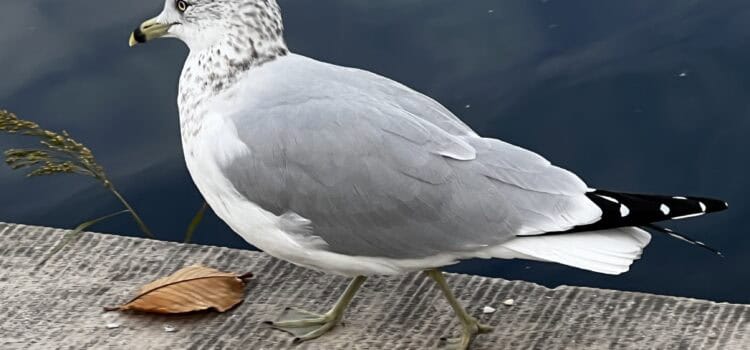 Photograph of a seagull taken by Lisette Niemand, used as original reference for hand-drawn character / wildlife sketches in her seagull pattern design process.