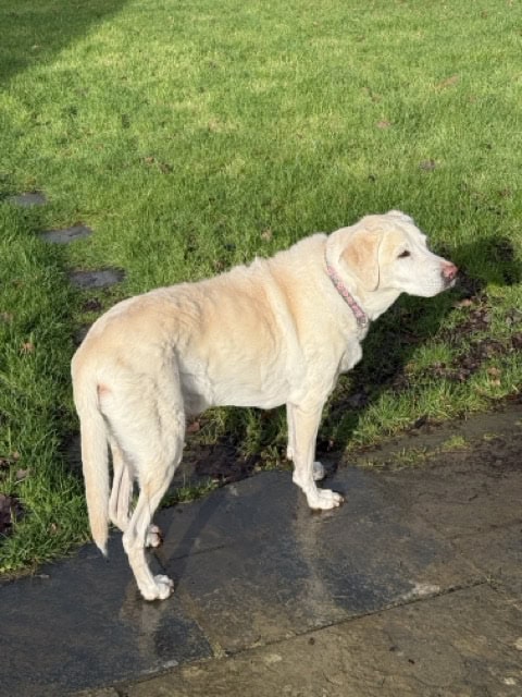 Labrador standing on a sunny slate stone patio near the grass after a winter cold spell at home