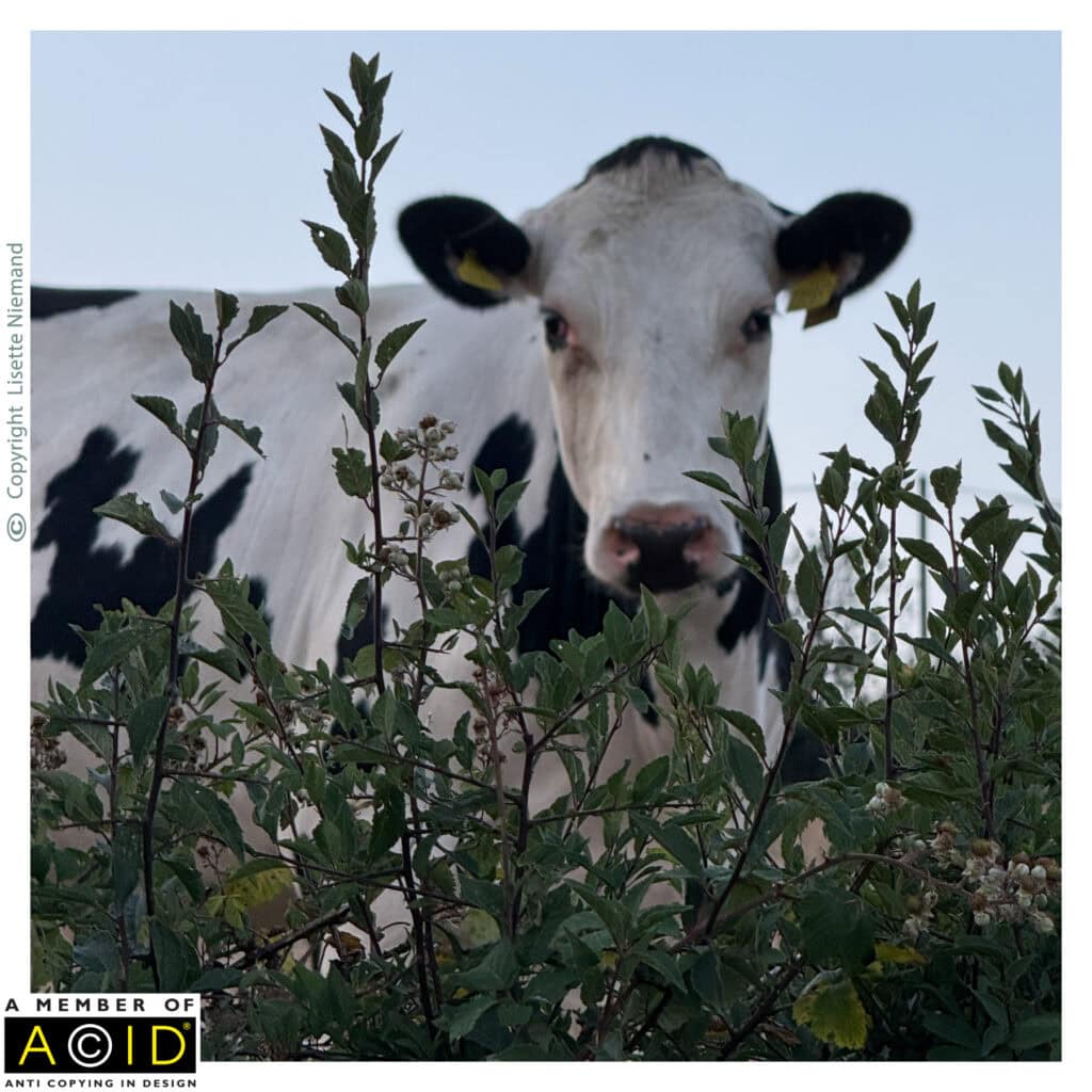 A curious black and white cow peering through a hedgerow, photographed by Lisette Niemand of SassiNiemand as a moment of everyday wildlife and rural inspiration supporting her blog about advocating for nature through art.